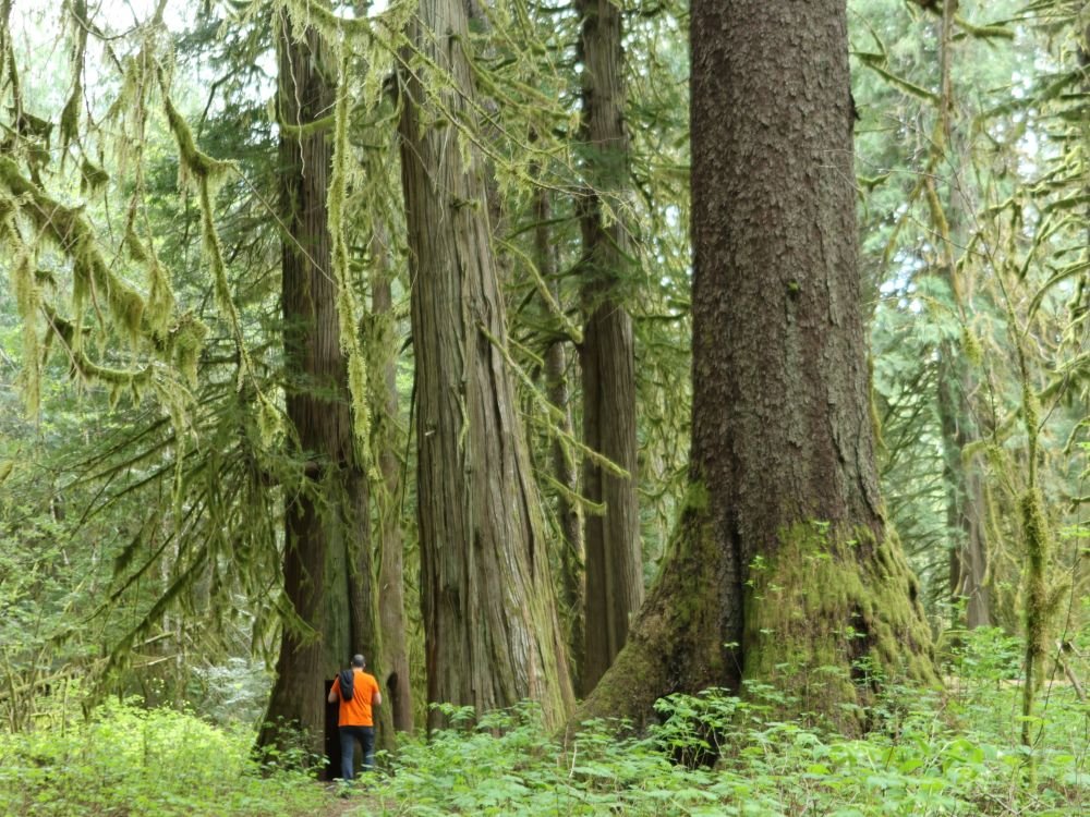 Bella Coola forest