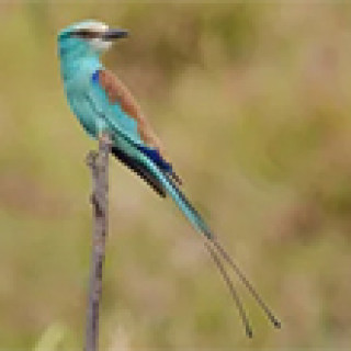 Afbeelding voor Gambia Birding - Georganiseerde vogelreizen