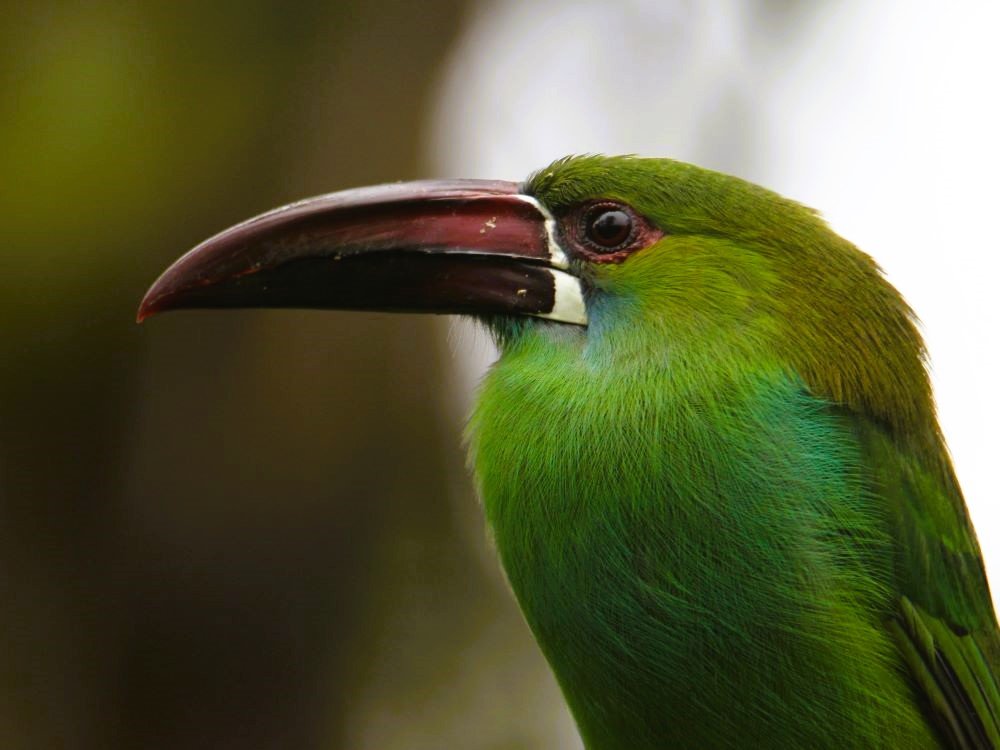 Toucanet