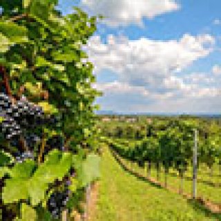 Afbeelding voor Bookatrekking - Wijnwandelreis Zuid-Stiermarken