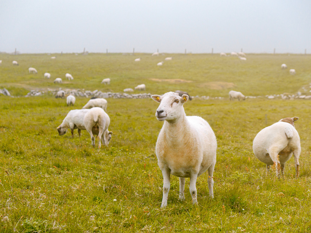 Schapen op Three Castle Head trail