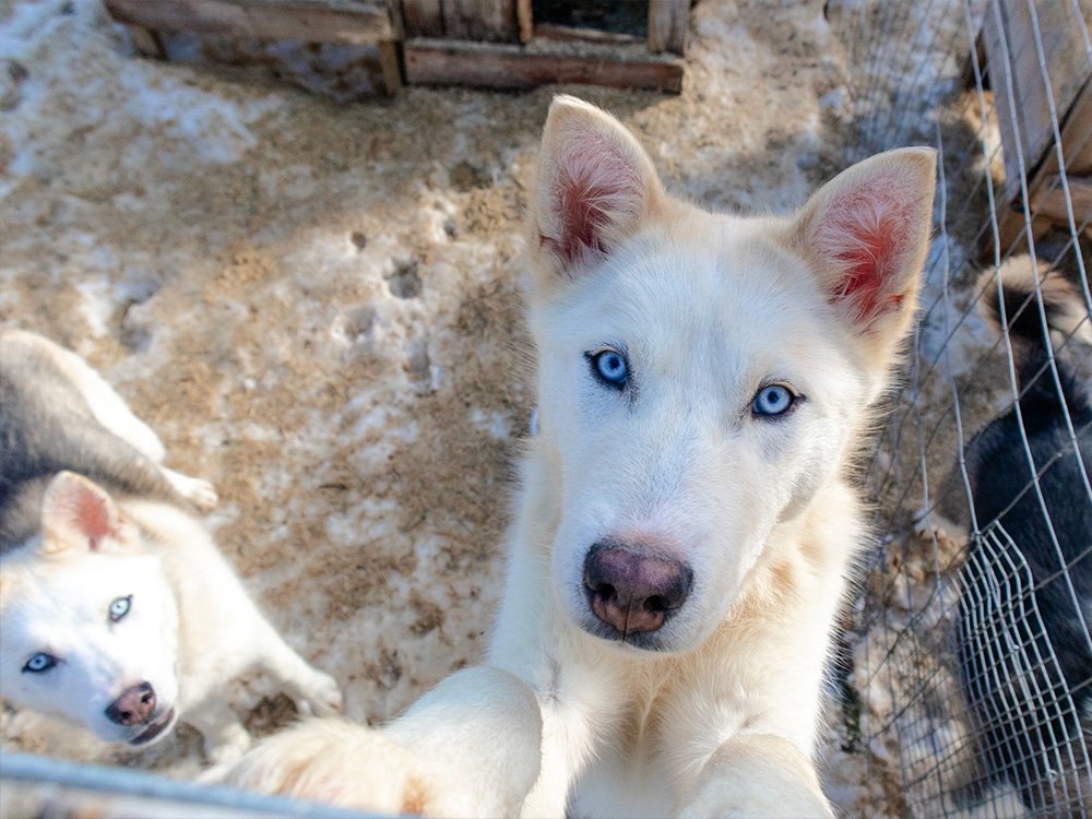 Husky's in Suomussalmi