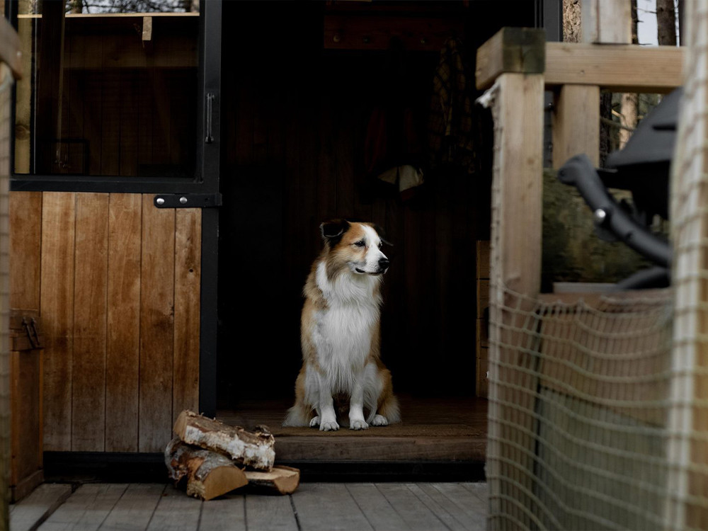 Overnachten met hond in Belgie