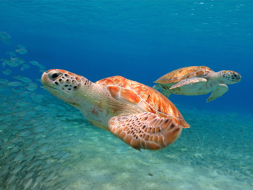 Zeeschildpadden