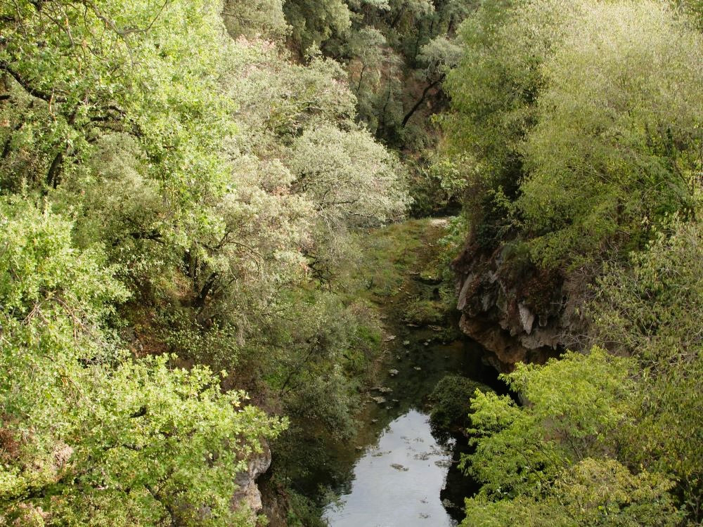 Natuur in de Dracénie