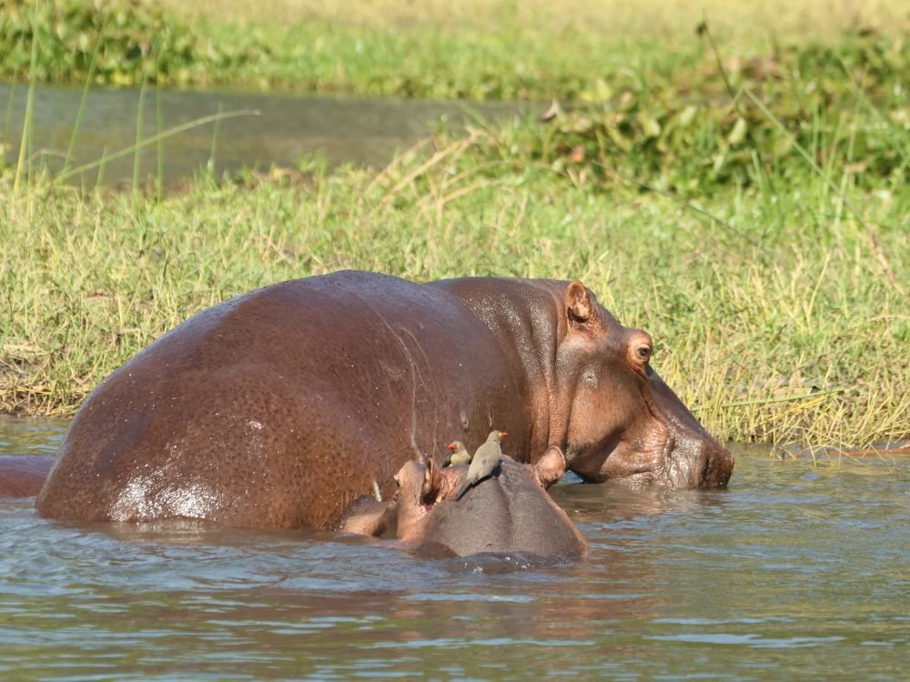 Hippo's