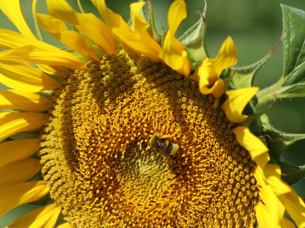 Zonnebloem