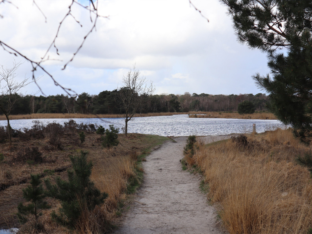 Wandelen Zoom-Kalmthoutse Heide