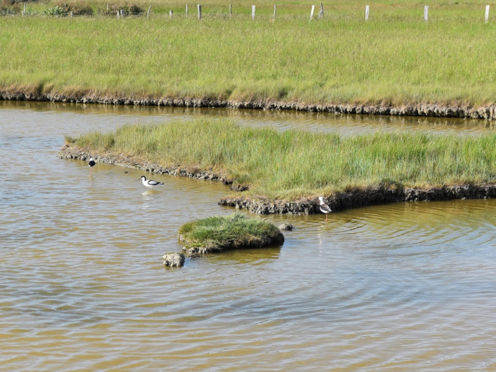 Talrijke vogels