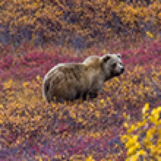 Afbeelding voor Van Verre - Droomreizen Alaska!