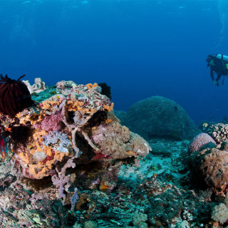 Afbeelding voor Duiken en snorkelen bij Bali