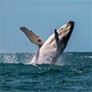 Afbeelding voor Tenzing Travel - Nationale Parken Nieuw-Zeeland