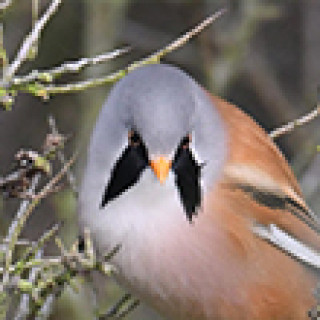 Afbeelding voor BirdingBreaks - Dagexcursie OVP