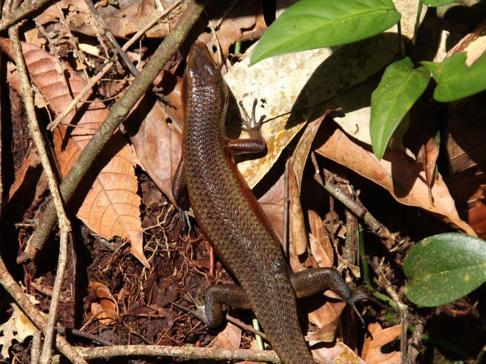 Skink