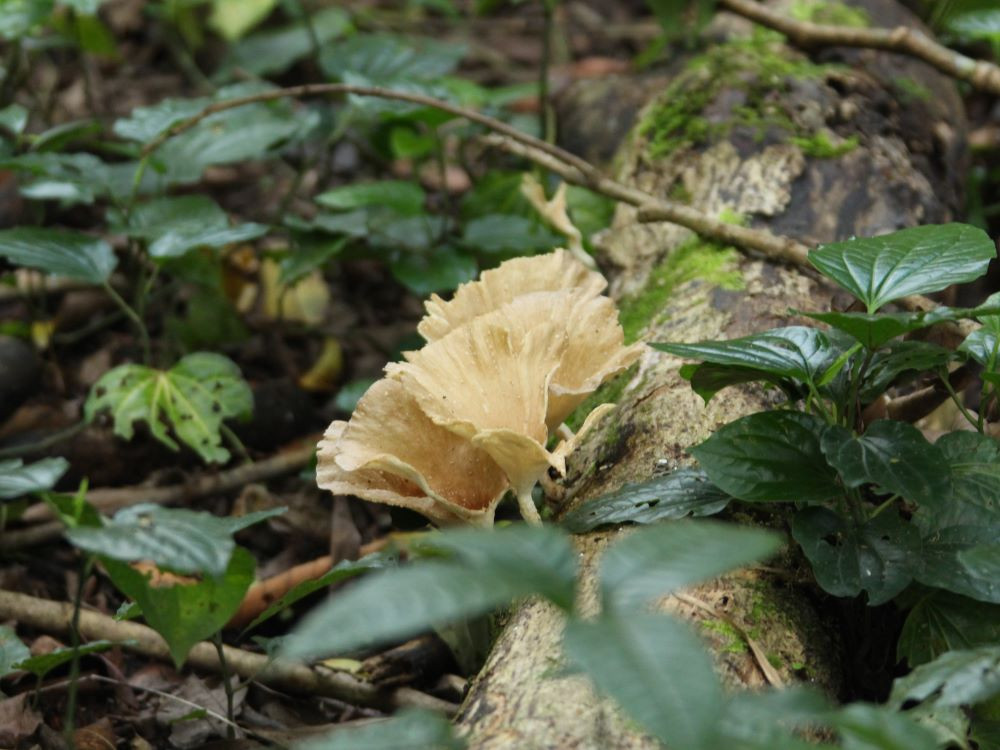 Paddestoelen