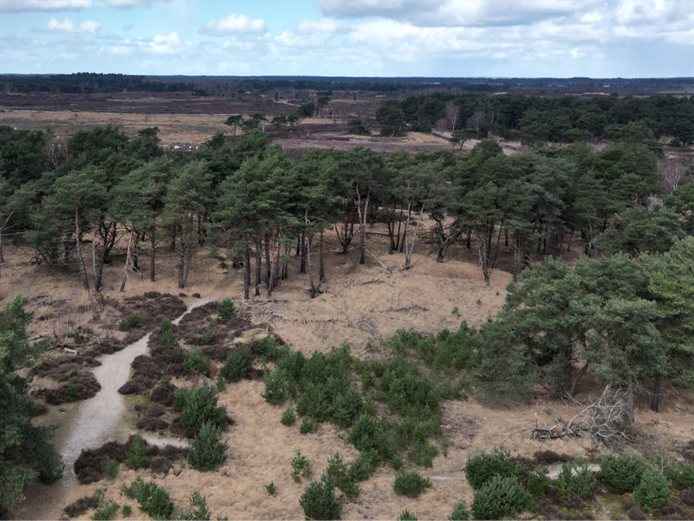 Kalmthoutse Heide van boven