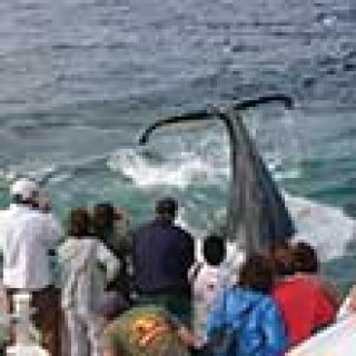 Afbeelding voor Get Your Guide - Walvistocht Cape Cod