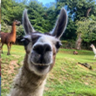 Afbeelding voor Booking.com - Farm glamping