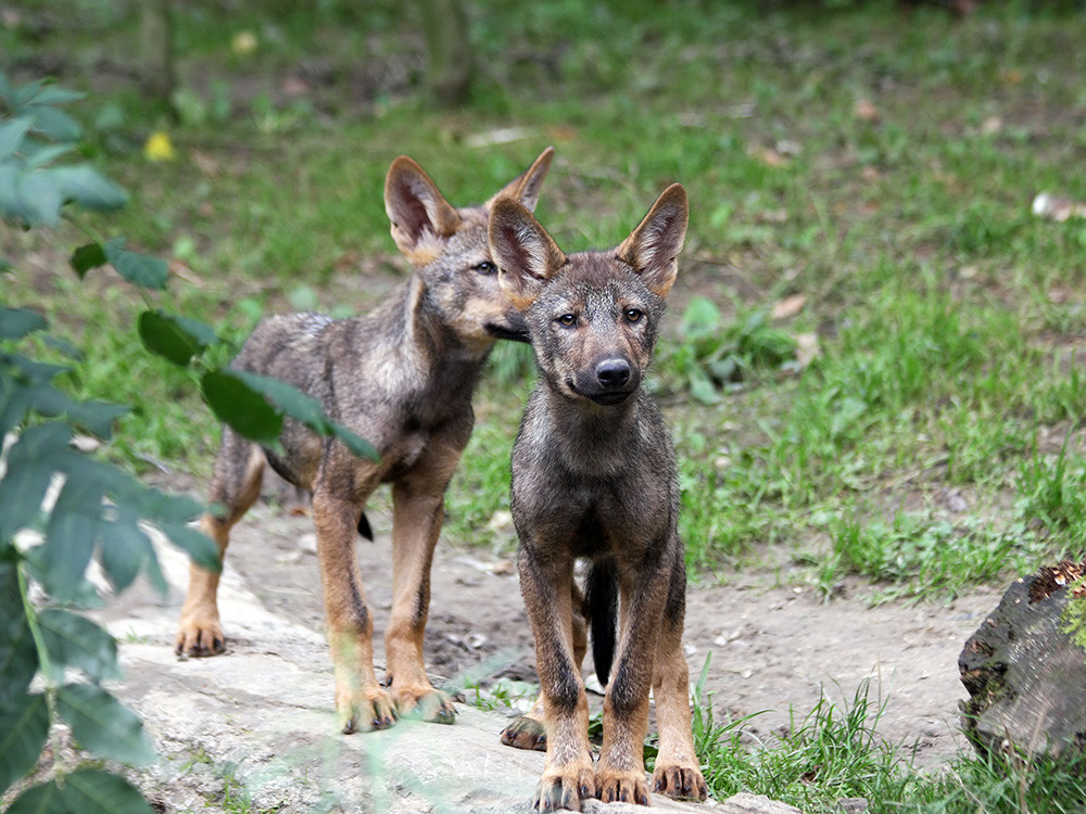 Iberische wolf pups