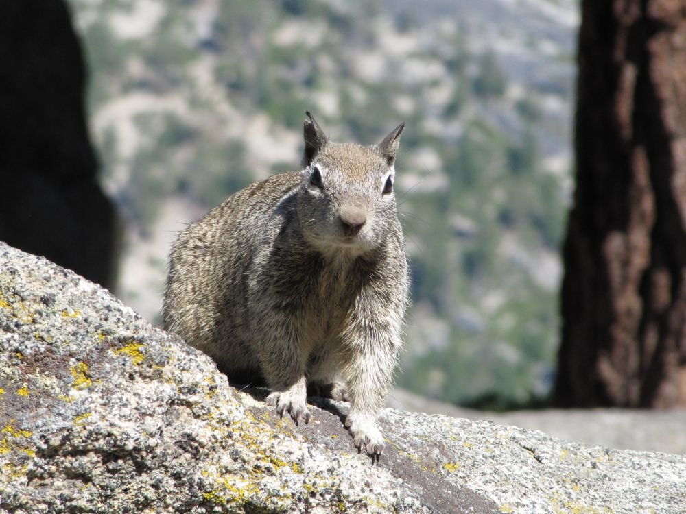 Wildlife