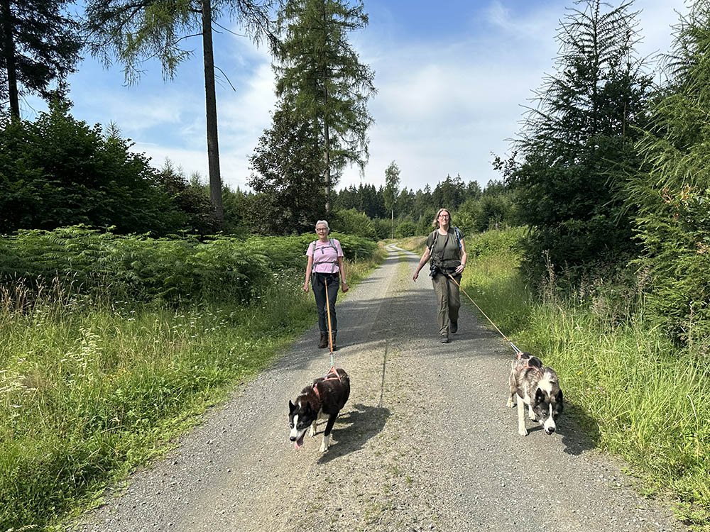 Huskytrekking in Solling-Vogler