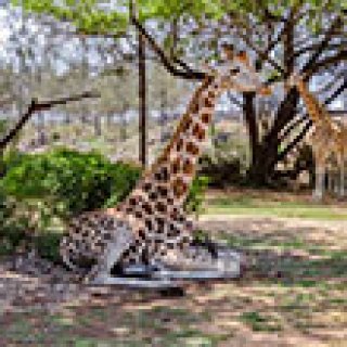 Afbeelding voor Afrika Safari - Giraffen voeren bij Haller Park