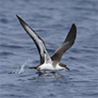 Afbeelding voor BirdingBreaks - Vogelreis Galicië