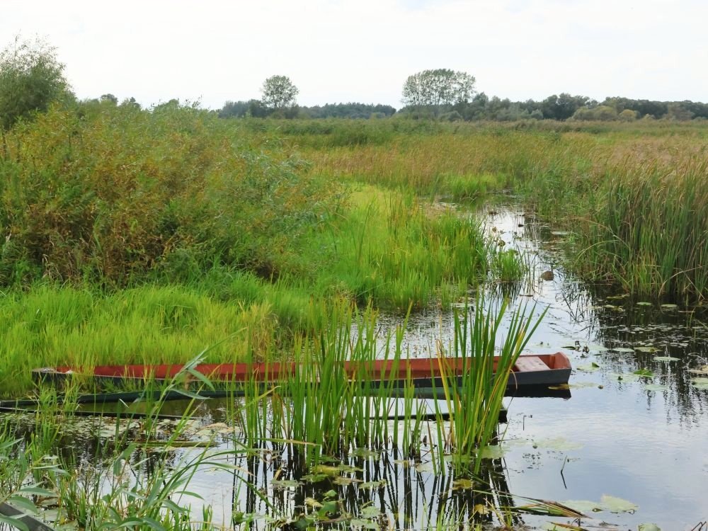 Drassige wetlands