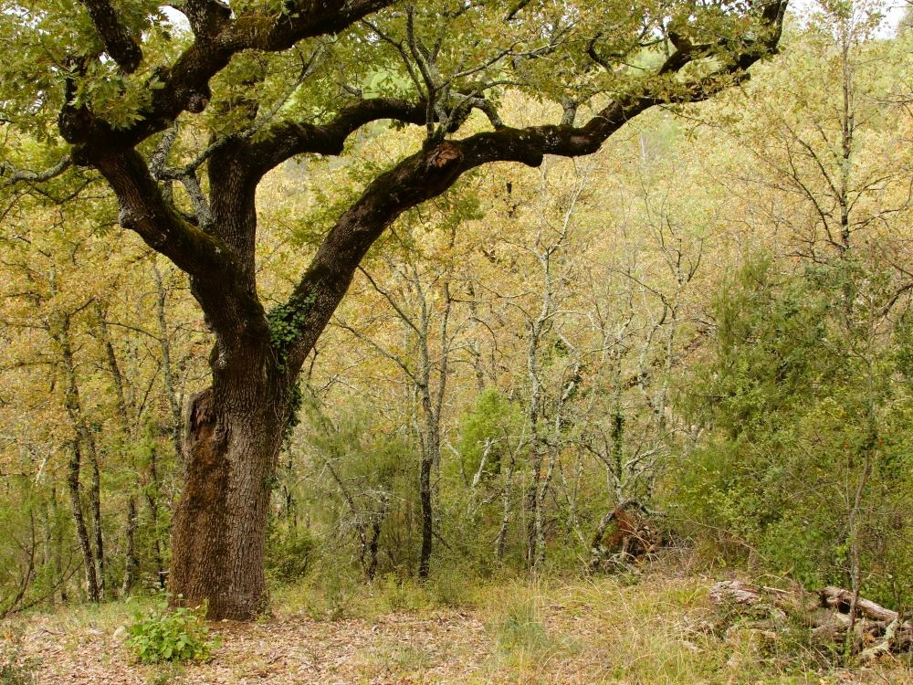 Campagne en Provence