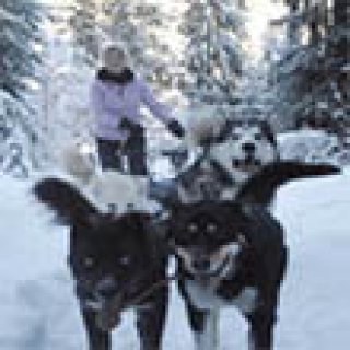 Afbeelding voor Cap Adrénaline - Huskytochten