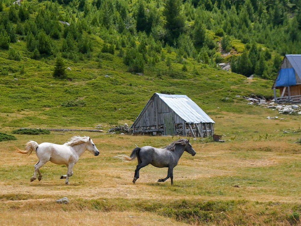 Albanië natuurreis