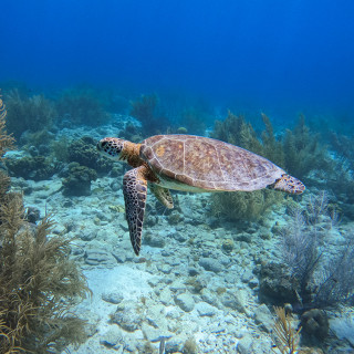 Afbeelding voor Duiken op Bonaire