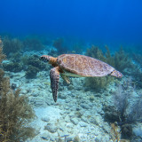 Afbeelding voor Duiken op Bonaire