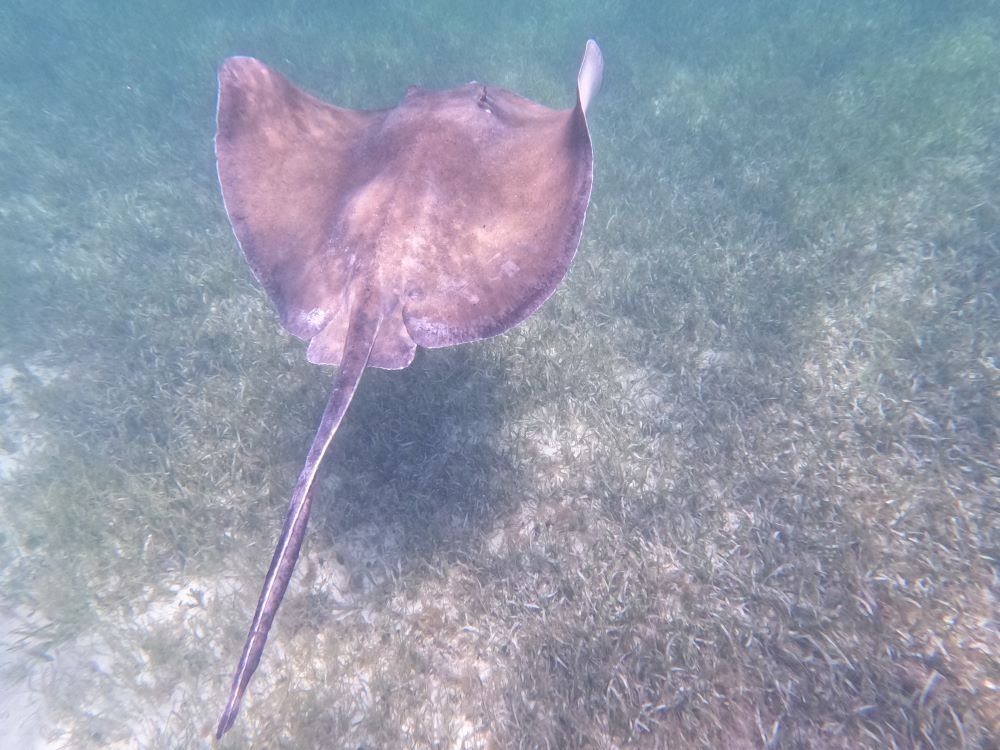 Pijlstaartrog tijdens het snorkelen