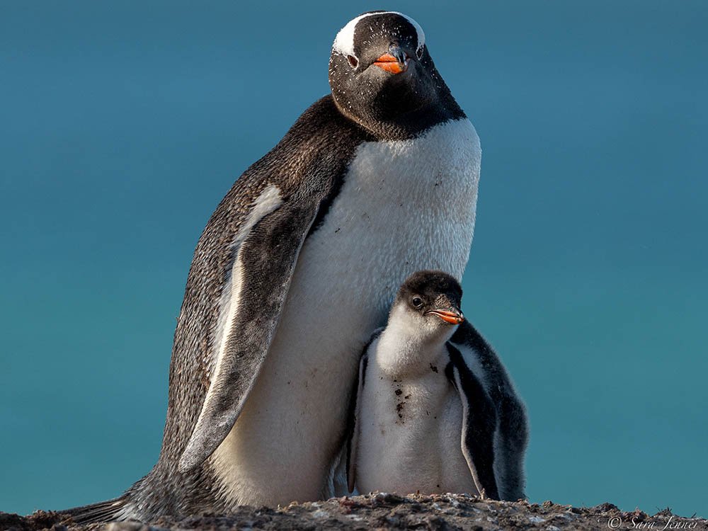Pinguïns op South Georgia