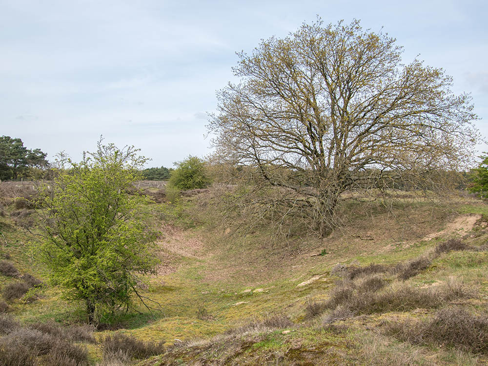 Gedeelte Heuvelrug in 't Gooi