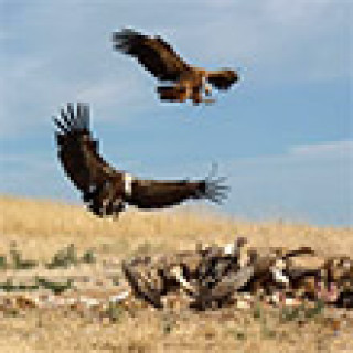 Afbeelding voor SNP - Vogelreis Pyreneeën en Ebrodelta