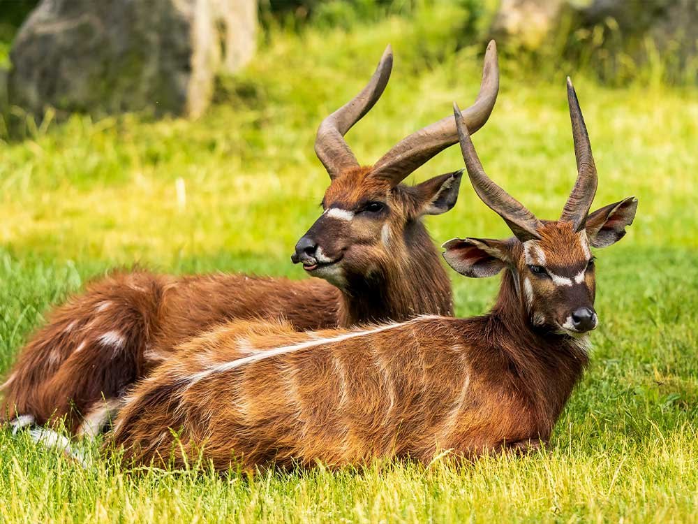 Wildlife in Centraal Afrikaanse Republiek