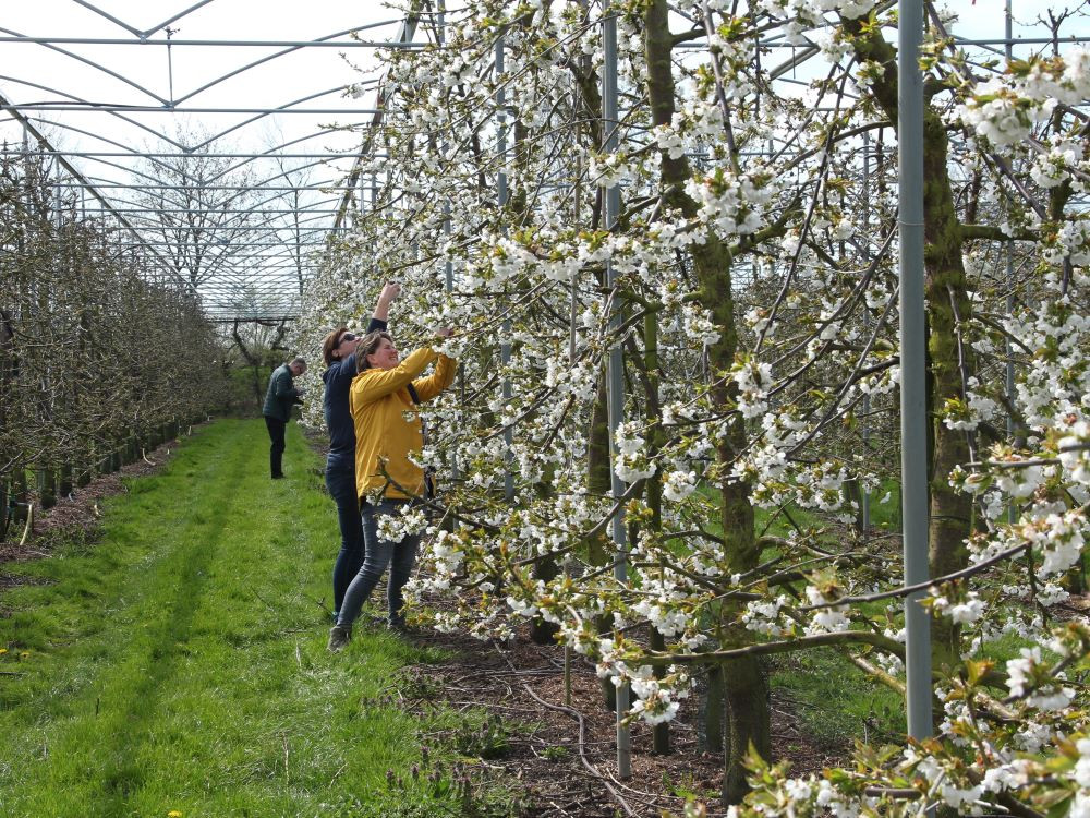 Foto's maken van de bloesem