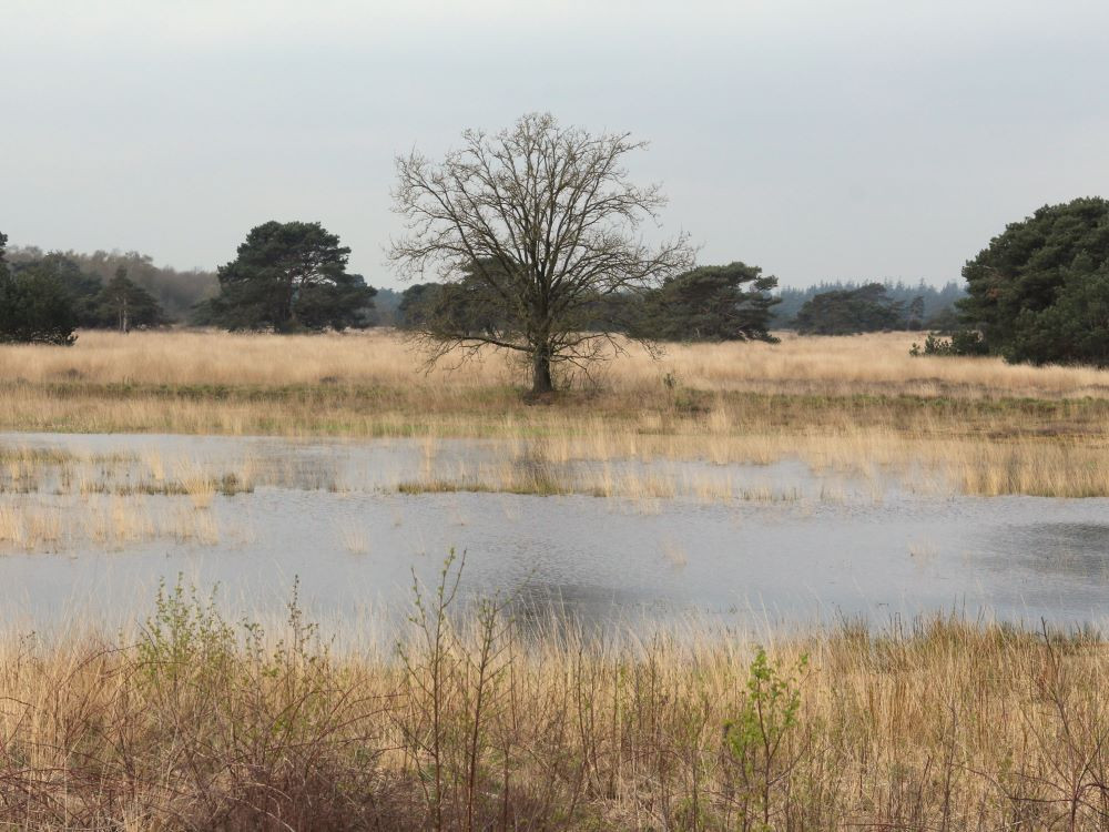 Natuur in Beerze