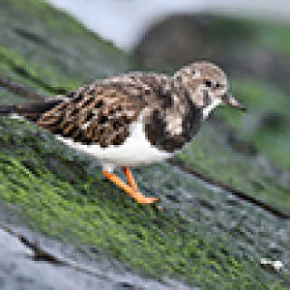 Afbeelding voor BirdingBreaks - Vogelweekend Zeeland