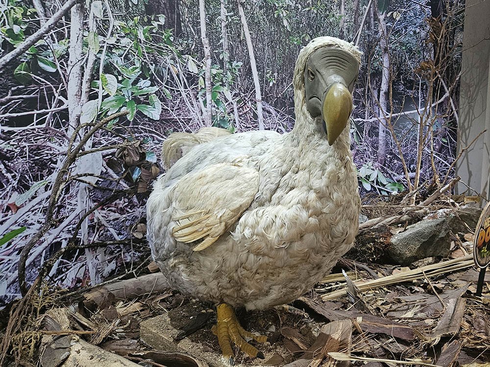 Dodo museum