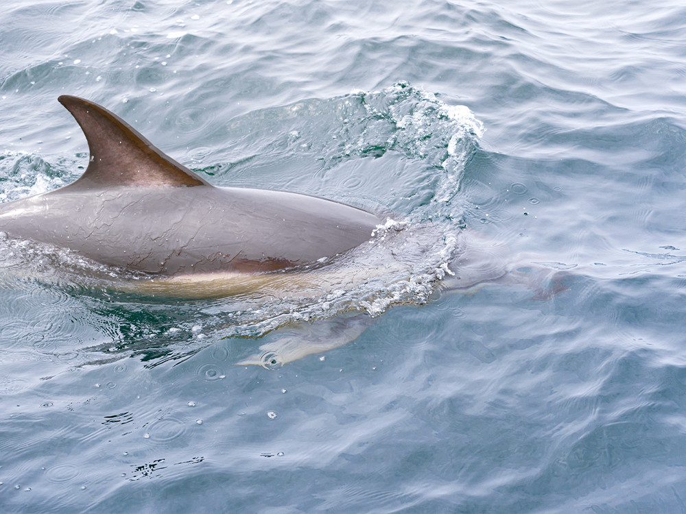 Dieren langs de Wild Atlantic Way