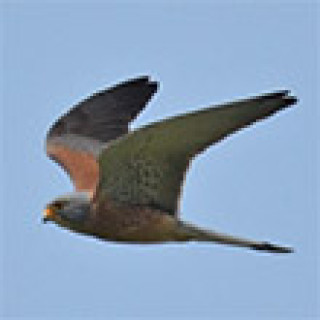 Afbeelding voor BirdingBreaks - Vogelreis Mallorca