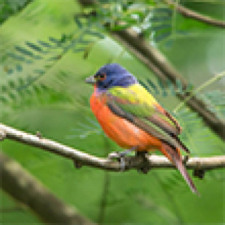 Afbeelding voor BirdingBreaks - Vogelreizen VS