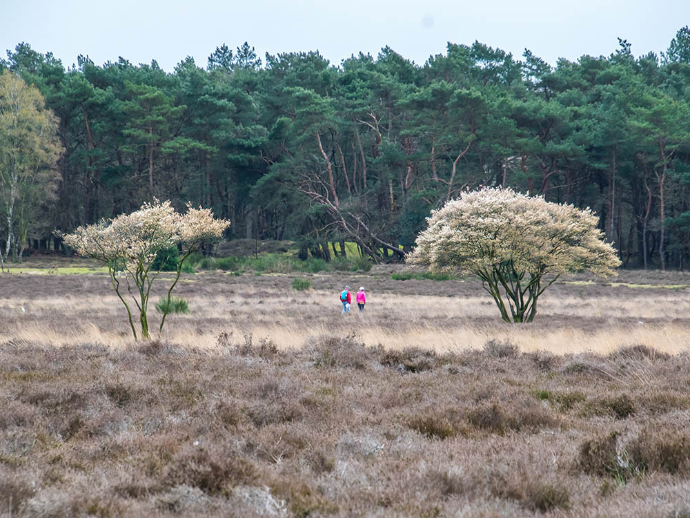 Wandelen langs bloeiende krentenboompjes