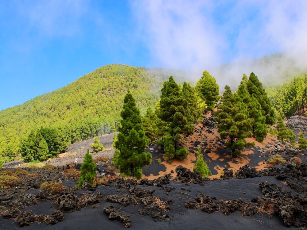 Felgroene bomen op La Palma