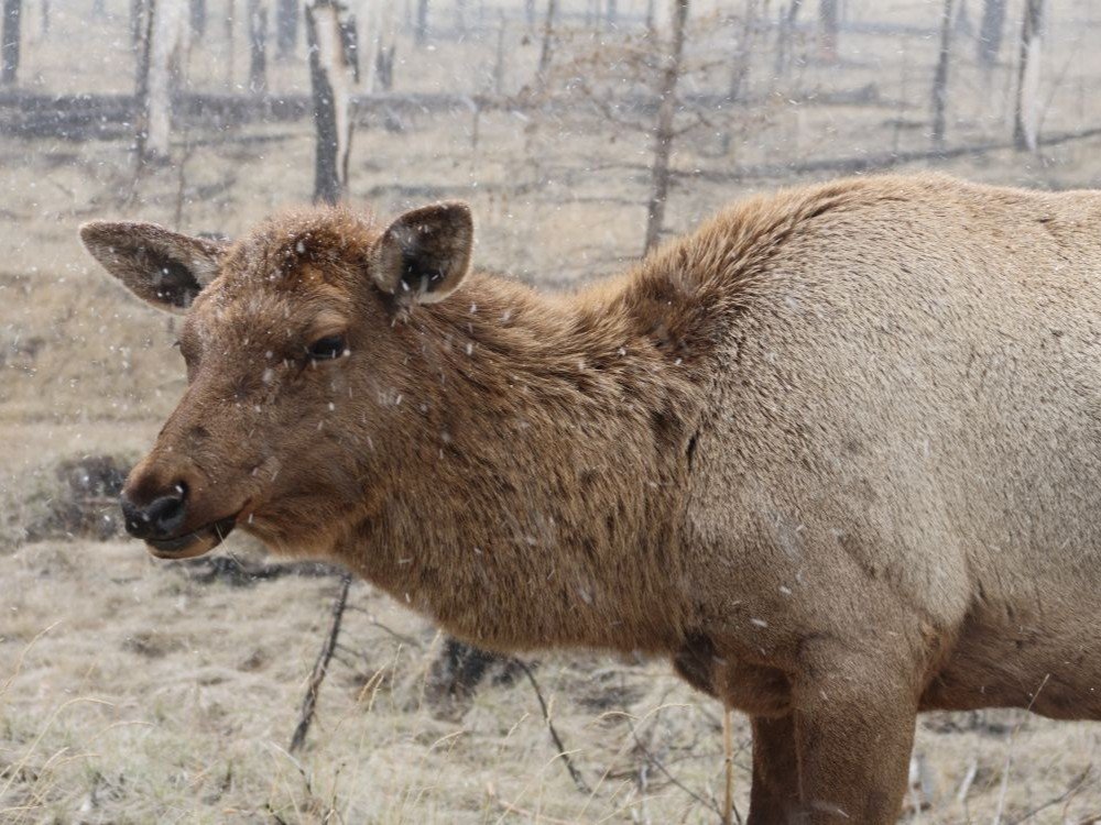 Wapiti