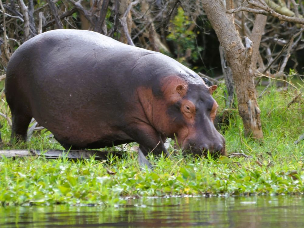 Hippo