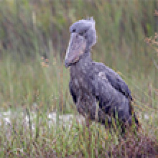 Afbeelding voor BirdingBreaks - Vogelreis Oeganda